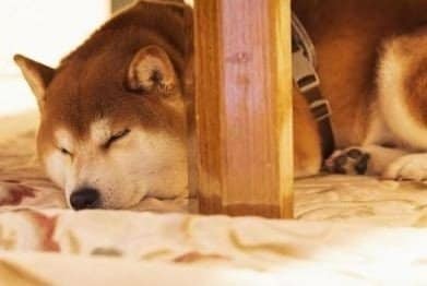 「犬を大事にしているがピントがズレた飼い主だった」四国犬が小学生ら12人を襲撃「犬が悪いわけではない」「本当は優しい犬種」それでもヤバかった狂犬病の恐怖_21