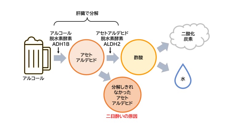 飲む前、飲みながら、飲んだあとに‥‥二日酔いを避けるためにできる対策は10もあった!_2