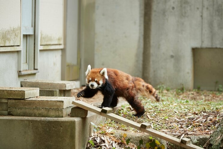 現在も元気に歩き回る