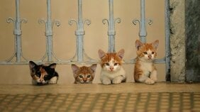【悶絶必至!】そのかわいらしさ、もはや罪つくり。猫だらけのキュン映画5選