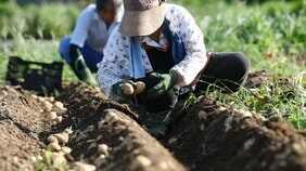 日本の農家の手取りは実質175万円「儲け過ぎ」批判のあるアメリカ、手厚い補助金のある西欧と比べて極端に厳しい実情