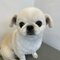 【画像あり】フォロワー数14.6万! 令和の超人気犬「おもちくん」。俳優・高橋一生ともCM共演した癒し満載のキュートな素顔に接近!_34