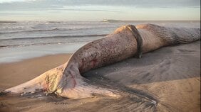 〈千葉・匝瑳〉漂着した17メートル巨大クジラ、ついに解体…県が明かした費用負担は？　国立科学博物館が調査、そのまま砂浜に「埋却」処分へ