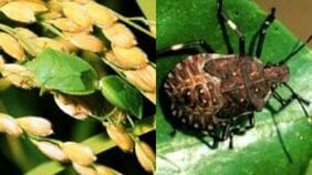 〈カメムシ注意報発令中!〉大量発生でコメ農家は大打撃「クサいし農薬も高騰でシャレにならない」「身体をペシャンコにして1〜2ミリの隙間から家に入ってくる」