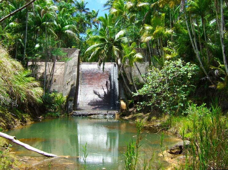 グアムのジャングル　※写真はイメージです（写真／PhotoAC）