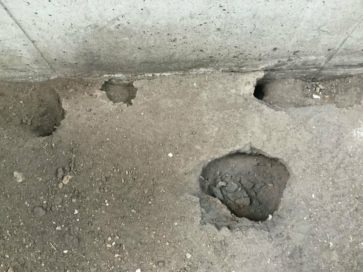 ネズミが掘った穴（写真／アペックス産業㈱）