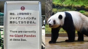 パンダ不在で入園者18.7％減〉「ゼロパンダ」から半年…上野動物園で