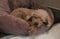 〈約20%の飼い主が60代以上〉人間と愛犬の間にもある深刻な“老老介護”問題「この子はがんばったね」老犬ホームスタッフが語る高齢犬の“お見送り”_4