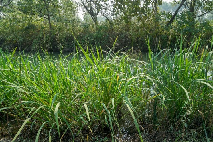 マコモ湯の真菰（マコモ）とは、水辺に群生するイネ科の多年草のことだ（写真／Shutterstock）