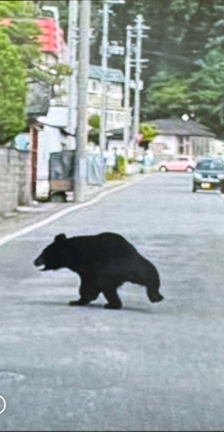 鹿角市の住宅地を平然と歩くクマ
