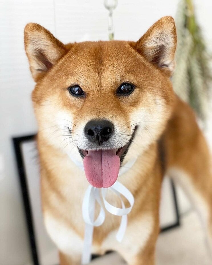 立花氏の愛犬・サスケ