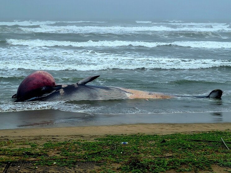 巨大なクジラの口元に見られた赤い膨らみ（写真／SHUさん@SHUS_CC提供）