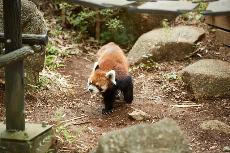 2本足で立つ姿でレッサーパンダブームを巻き起こした風太くんも20歳に。人間なら80歳以上のご長寿「孫に囲まれ幸せな日々」の中、まだ立っているのか？_20