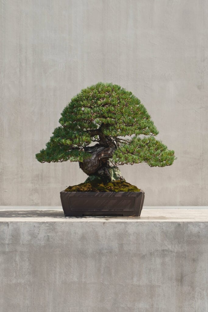 五葉松（推定樹齢100年）。小島氏が初めてまとまったお金で買った、盆栽の基本と言われる五葉松。