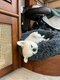 【画像あり】フォロワー数14.6万! 令和の超人気犬「おもちくん」。俳優・高橋一生ともCM共演した癒し満載のキュートな素顔に接近!_21