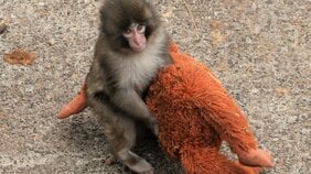 「パンチくんはイジメられている」「海外の愛護団体からも連絡が」世界的人気の子ザルに異常事態…ガセ、寄付金詐欺、無許可グッズ販売も　市川市動植物園も困惑