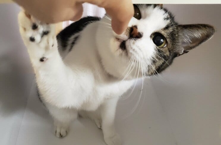 近所に大量繁殖の“猫屋敷”。いざ立ち上がった「ノーにゃんこ ノーライフ」な漫画家_12