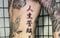 関根容疑者の刺青
