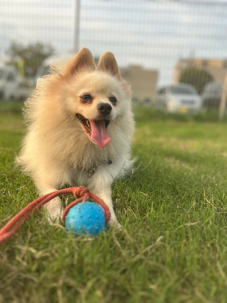 ハク号（写真／竹越さん提供）