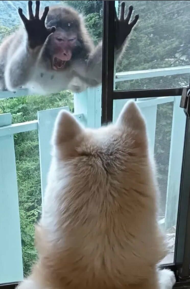 威嚇してきたサル（写真／シェアハウス湯河原町提供）