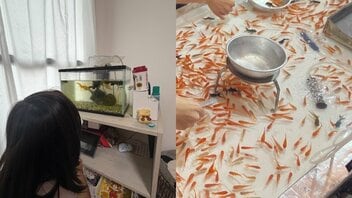 〈金魚すくいが激減？〉都内の祭りで見かけなくなった“縁日の定番”…残った金魚は店じまいの後どこへ行くのか「長生きする金魚はあまり見たことがない」
