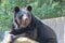 深刻なクマ被害