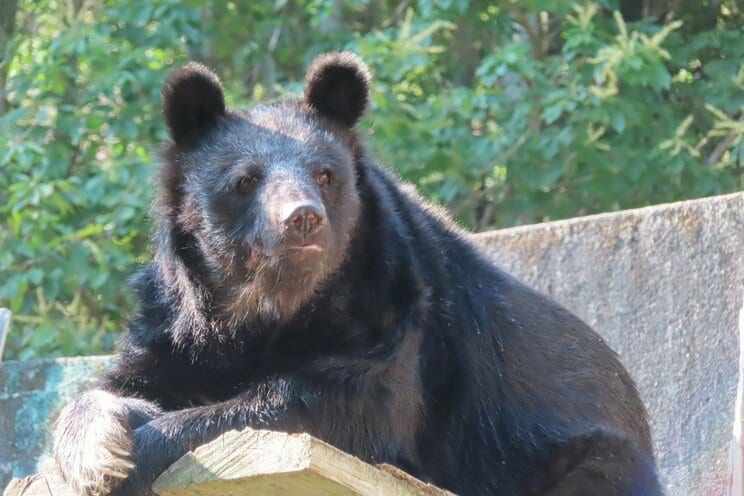 深刻なクマ被害