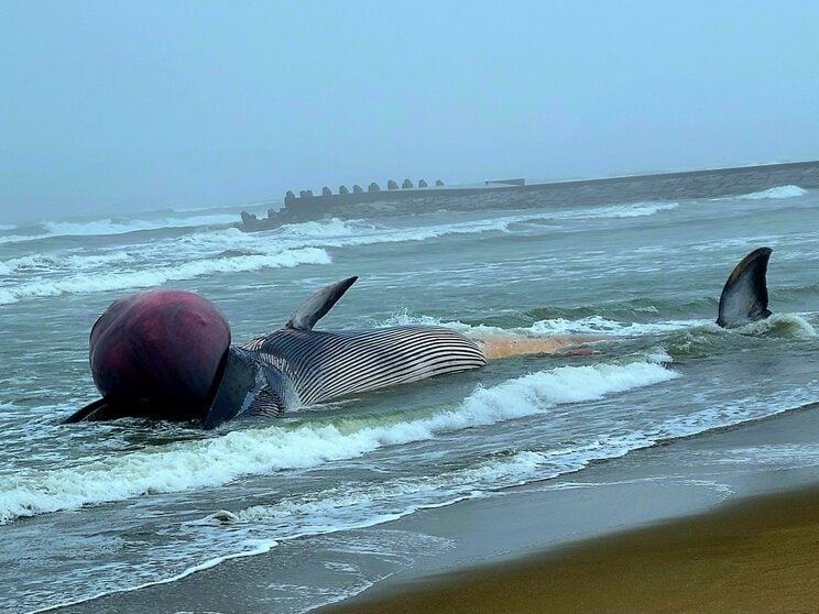 巨大なクジラの口元に見られた赤い膨らみ（写真／SHUさん@SHUS_CC提供）
