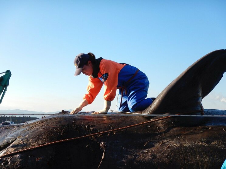 【海獣学者に訊いた】大阪湾の淀ちゃんだけじゃない。国内では年間300件も発生。浜や河川にクジラやイルカが迷い込む「ストランディング」の実態とは？_4
