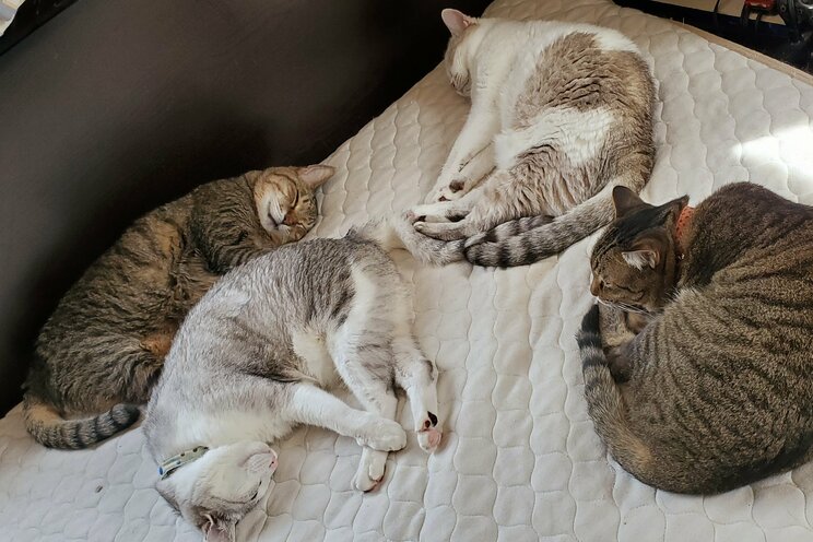 近所に大量繁殖の“猫屋敷”。いざ立ち上がった「ノーにゃんこ ノーライフ」な漫画家_14