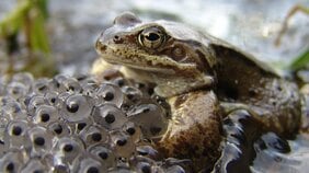 「爪を立てて掻きむしりたい!」という衝動…びっしりいっぱいの蛙や蛾の卵、アトピー性の皮膚…集合体恐怖症の正体とは