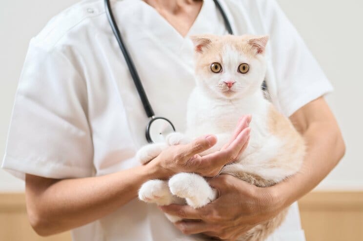 猫の寿命が大幅に延びるAIM投薬リリース前夜…かつてないほどスムーズに創薬が進んでいる理由とは_5