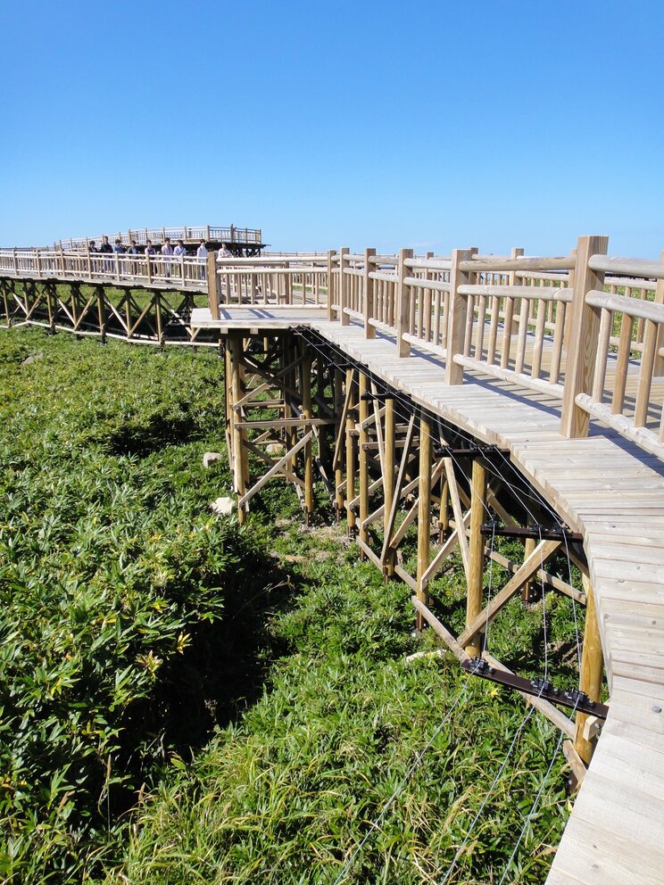 クマ用の知床高架木道電気柵。写真提供:知床財団