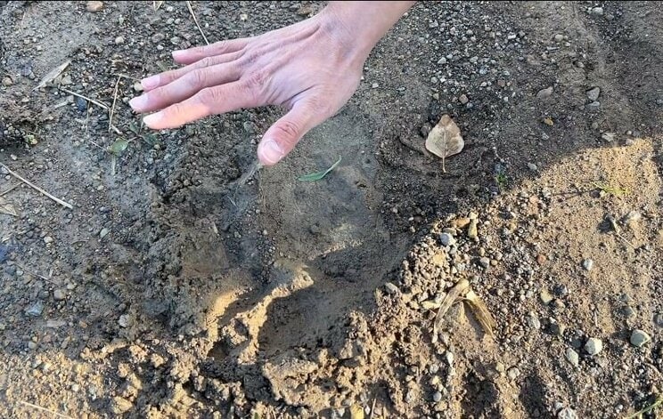 狩りの途中で見つけた熊の足跡
