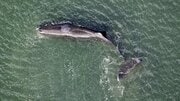 【潮吹き画像あり】潮吹きが多すぎる? 大阪湾に迷いこんだマッコウクジラ“淀ちゃん”は元気になって海に帰れるのか?
