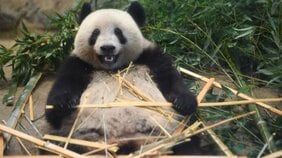 〈さよならシャンシャン〉「シャンシャンはとにかく顔が可愛い。その穴は他のパンダでは埋められません」毎日パンダブログ管理人が送る、涙のベストショットメモリー