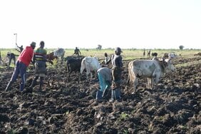 「飢え」はアフリカの若者をギャングの道に誘うが、一時的な食糧支援がもたらす「援助漬け」もまた現地住民の心を蝕む現実【援助vs自立支援の矛盾】