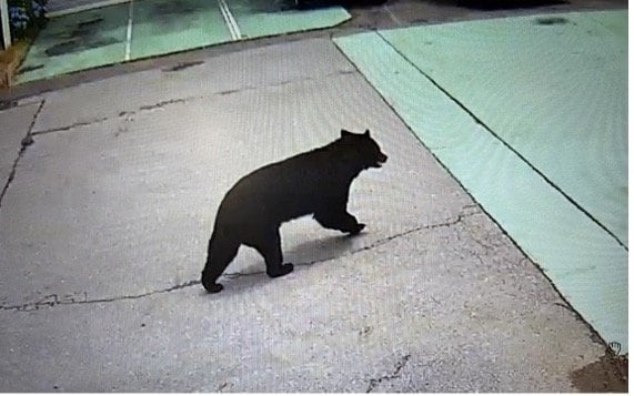 防犯カメラに映った市内を歩くクマ（写真／地元商店提供）