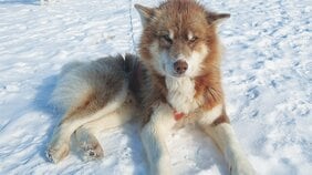 「やるからには世界最強の犬橇チームをつくる」探検家・作家の角幡唯介氏が最初に選んだ5頭の出自