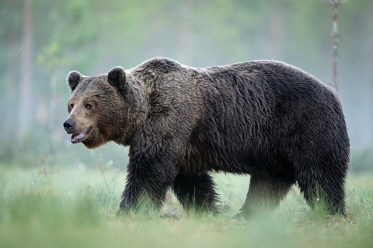 クマに襲われ「投げ返した」青森のラーメン店員、「頭突き」で撃退した80歳老人…クマサバイバーたちの驚きの共通行動_3