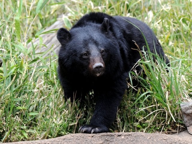 本州などに生息するツキノワグマ