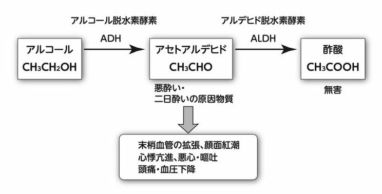 アルコールが体内で代謝される過程（画像／書籍より引用）