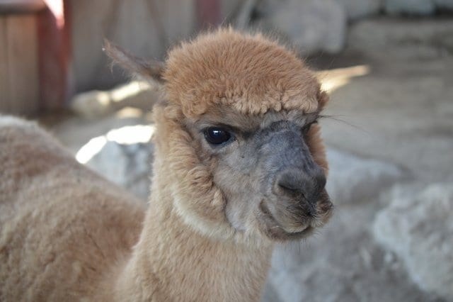 角刈り（？）のアルパカ（写真AC）