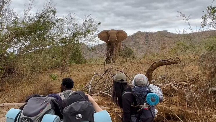 ゾウを間近で見るツアー参加者（写真／本人YouTubeチャンネルより）
