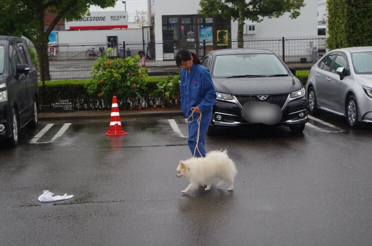 宮崎県初のポメラニアンの警察犬「ハク号」（写真／日向警察署提供）