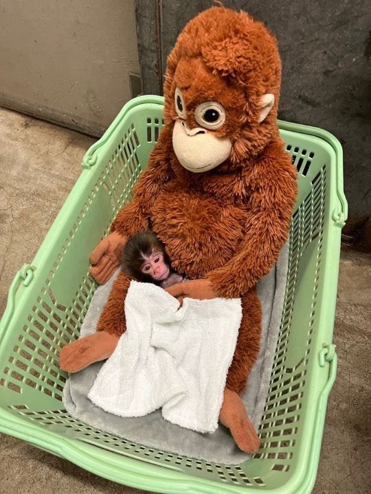 生後まもないころのパンチくんとぬいぐるみ（写真／市川市動植物園提供）