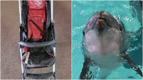 おたる水族館で7万円の無料貸出ベビーカーが紛失「こっそりでもいいから返して」「特定の国のかたの仕業という声もSNSにありますが…」担当者のホンネ