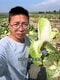 〈中国の発がん性物質つき白菜〉遺体保存用薬品まみれの野菜はどこへ？ キムチ用に大量輸入した韓国は大混乱、「対日輸出なし」もJA職員は「国産供給のチャンス」_10
