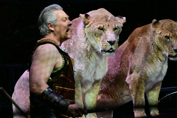 「信頼関係があっても触れない日はある」「週に1度断食させるワケ」…調教師が明かすサーカスのライオンたちの舞台裏。「ハッピーなライオンはハッピーなショーができる」_19