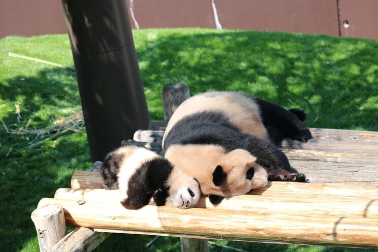 すやすや眠る結浜（ゆいひん）と良浜（らうひん）（写真／神戸万知さん）